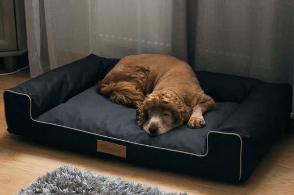 Hundeseng svart + grå innvendig XL med personalisering