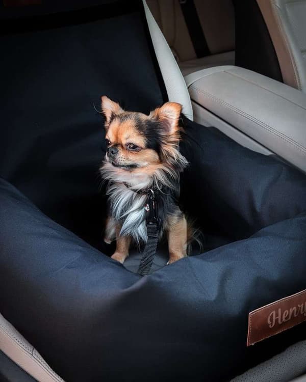 Hunde- eller kattebærer sort med personalisering