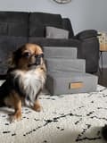 Miniatyrbild 7 av 7: Hund/katttrappa 3 trappsteg - beige