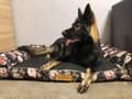 Miniatyrbillede 6 af 7: Hundeseng sort + roser XL med personalisering