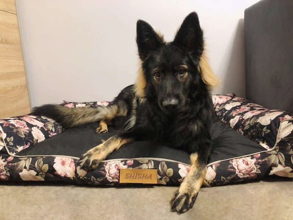 Hundeseng sort + roser XL med personalisering