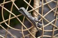 Miniatyrbilde 7 av 7: PREMIUM Hengestol Cocoon Pute - Grå