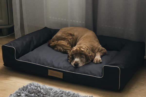 Seng til medium hund L SORT