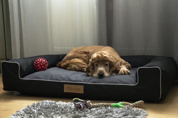 Seng til medium hund L SORT
