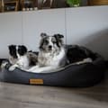 Miniatyrbilde 3 av 6: Personlig ortopedisk hundeseng Dogeste XXL grå