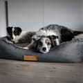 Miniatyrbilde 4 av 6: Personlig ortopedisk hundeseng Dogeste XXL grå