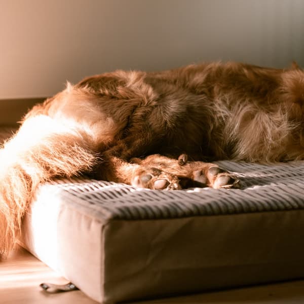 Personlig ortopedisk madrass för hundar Dogeste XL beige