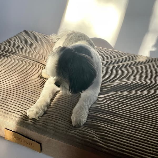 Personlig ortopedisk madrass för hundar Dogeste XL beige