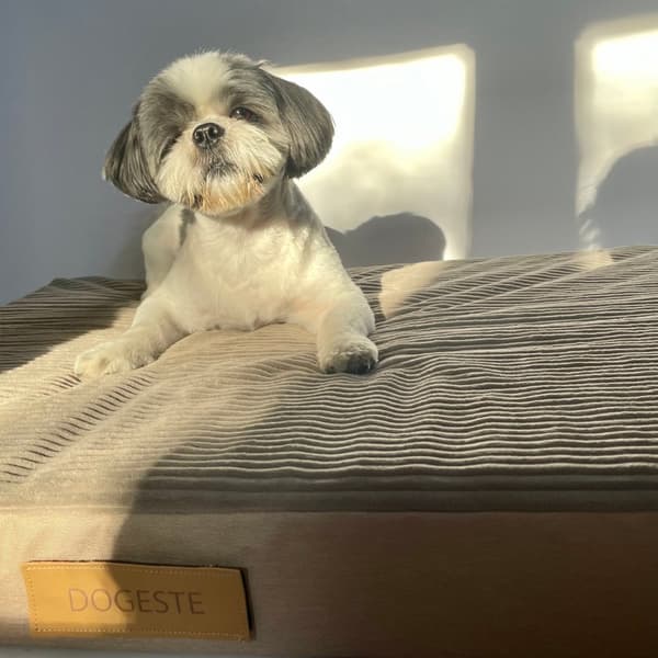 Personlig ortopedisk madrass för hundar Dogeste XL beige