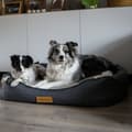 Miniatyrbilde 3 av 6: Personlig ortopedisk hundeseng Dogeste XXL svart
