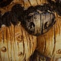 Miniatyrbillede 7 af 9: Træansigt kanin