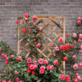 Miniatyrbillede 3 af 9: Flammet plantekasse med espalier