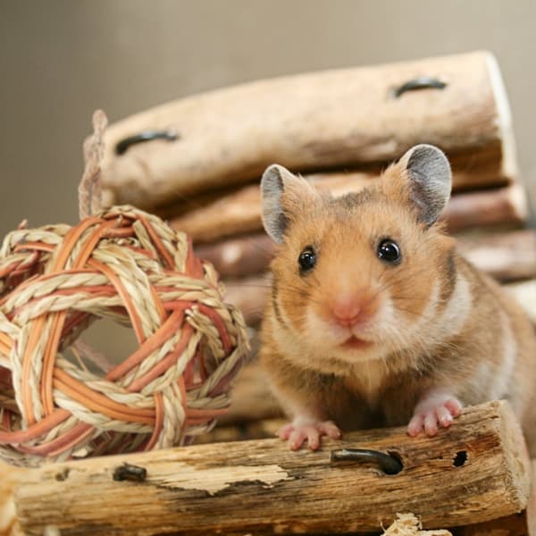 Hamster Tilbehør Sæt 5 stk.