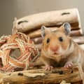 Miniatyrbillede 3 af 8: Hamster Tilbehør Sæt 5 stk.