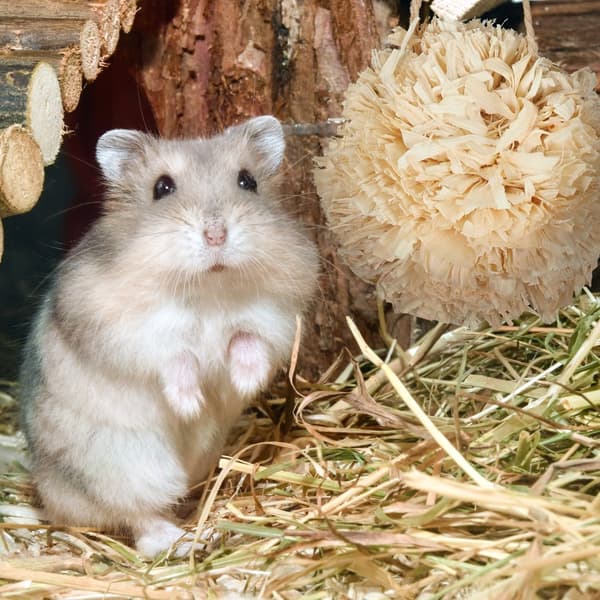 Hamster Tilbehør Sæt 5 stk.