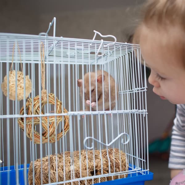 Hamster Tilbehør Sæt 5 stk.
