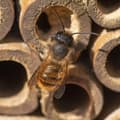 Miniatyrbilde 5 av 8: Insektshotell for bier med grønt tak