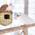 Miniatyrbillede 3 af 8: Svampeformet fuglerede