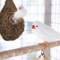 Miniatyrbillede 3 af 9: Tåreformet Fuglerede