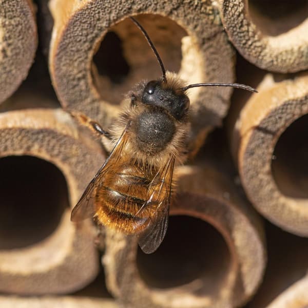 Insekthotel med separate redehuller