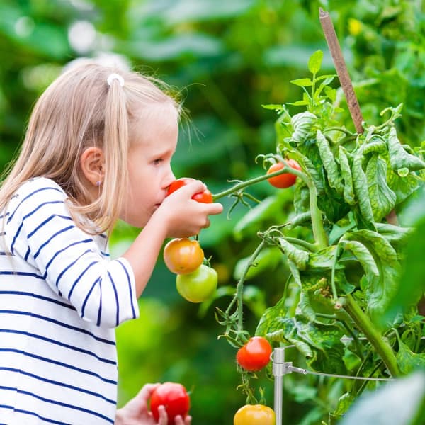 Sæt med 4 runde tomatstøtter, 60 cm