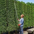 Miniatyrbillede 2 af 10: 1,8 m træsaks, afskærer til klipning, haveskærer med aluminiumskaft, langskaftet havesaks, rød