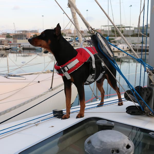 Hunderedningsvest "COMFORT" XS