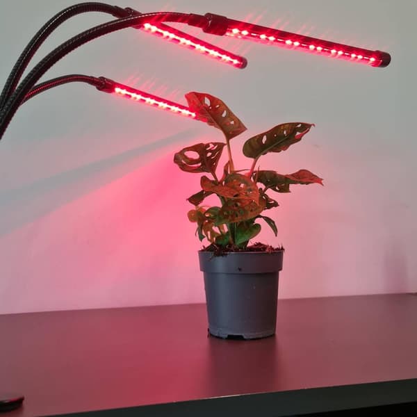Justerbar dyrkingslampe - LED, timer