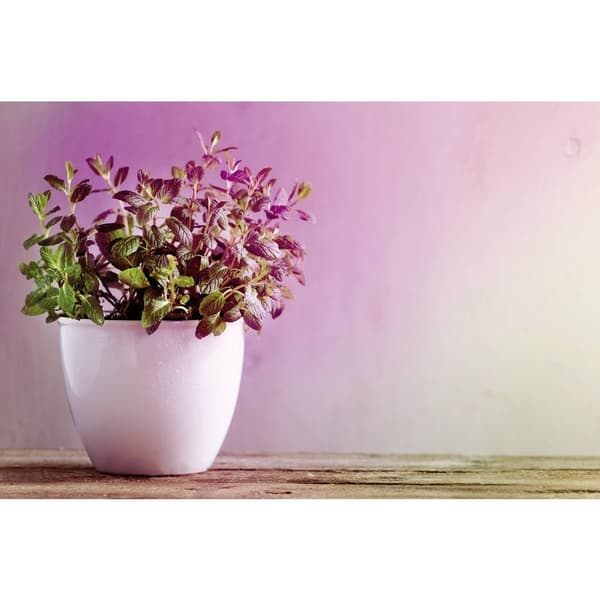 Paulmann LED-plantlampa för odling 230 V E14 4 W Bernstein 1 st