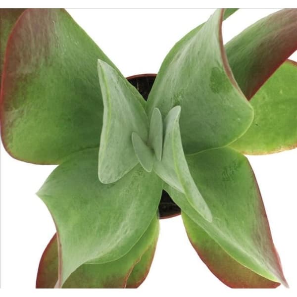 Kalanchoe thyrsiflora "Röda läppar" - i 10,5 cm kruka