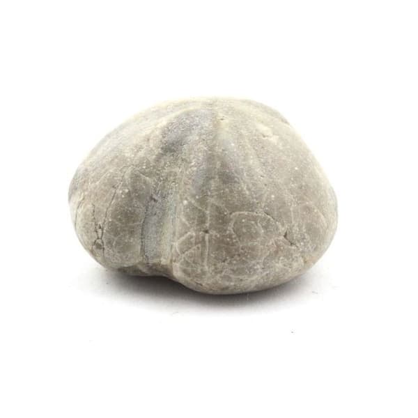 Stenar och mineraler - Fossil sjöborre - Toxaster Amplus - 129,40 ct - Claix, Isère, Frankrike