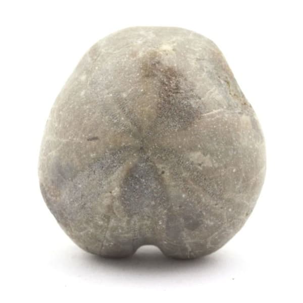 Stenar och mineraler - Fossil sjöborre - Toxaster Amplus - 129,40 ct - Claix, Isère, Frankrike