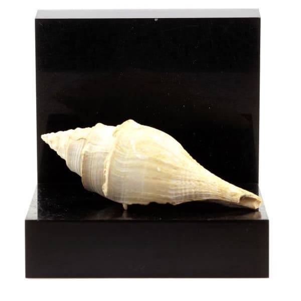 Clavilithes noae - ABIJOUX - 219.00 ct - Naturmaterial - Svart - Blandat