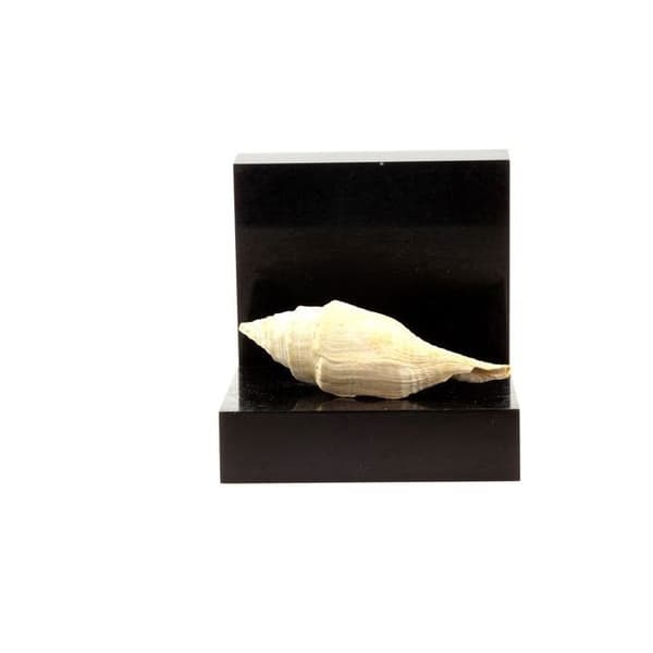 Stenar och mineraler - ABIJOUX - Clavilithes noae - 138.00 ct - Damery, Marne, Frankrike