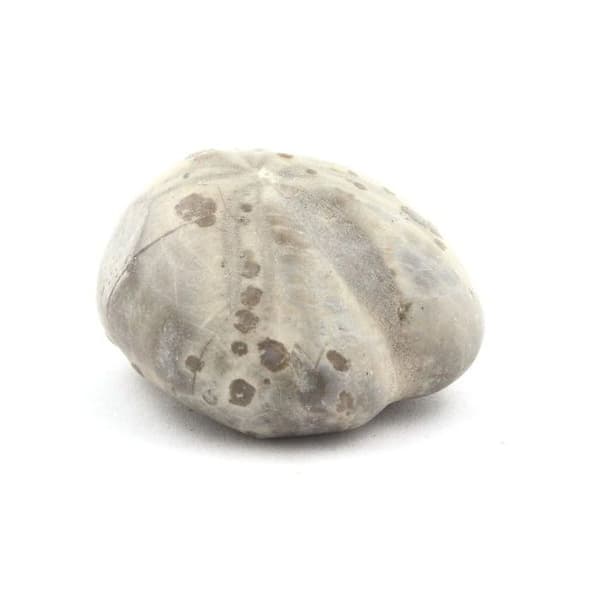 Fossil sjöborre - ABIJOUX - Toxaster Amplus - Naturmaterial - Svart - Blandat