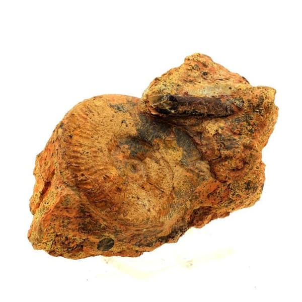 Fossil - Pseudogrammoceras Fallaciosum - Belemnit - 2271 ct - 130x65x45 mm - Äkthetscertifikat