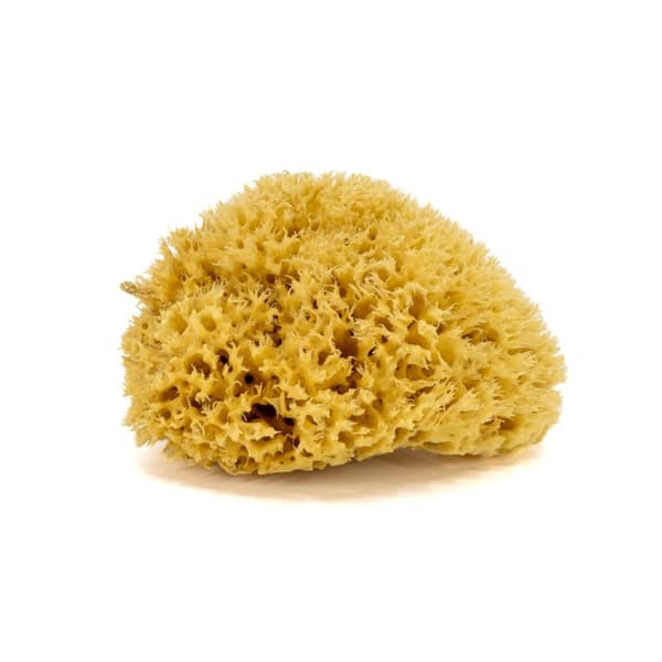 Badesvamp - naturligt hav - str. L. 14-16 cm