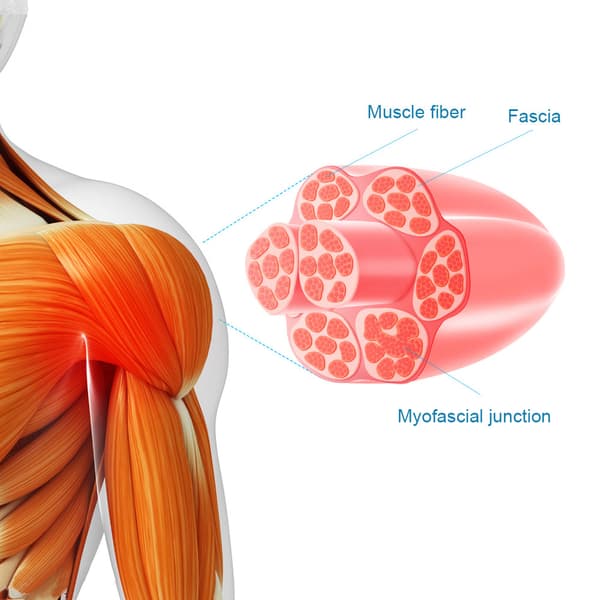 Effektfull Muskel Pistol (5 Huvuden) Muskelstimulans Massage
