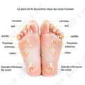 Miniatyrbild 4 av 4: TD® Liten vibrerande fotmassagerare Varmkompress Pedikyrmaskin Fotmassagerare Fotvärmemaskin Fot akupunkt- vit