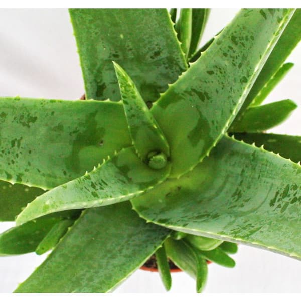 Aloe vera - ca. 4-5 år - 15cm kruka