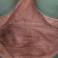 Miniatyrbillede 4 af 8: Pre-owned Bottega Veneta Baby Nappa Intrecciato Olimpia Crossbody Green
