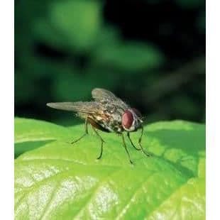 Flugfälla - BSI - Utomhus med bete - Fångar och smälter ner upp till 20 000 insekter