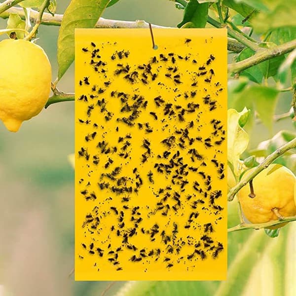 INF Insektsfälla för Trädgård - 60 pack