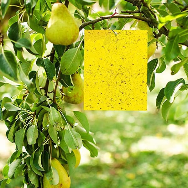INF Insektsfälla för Trädgård - 60 pack
