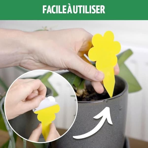 Anti Gnats inomhus – 10 fällor – Plant Flugfångare – Ekologisk – Mycket effektiv – Upp till 3 månader per fälla