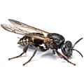 Miniatyrbild 3 av 3: Attraktiv kraft för geting- och hornetfälla - BSI - Professionell - Effektiv mot asiatiska hornet - Naturlig - 1 L