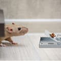 Miniatyrbild 2 av 6: Relaxdays Mössfälla, 4-pack, tandad fångstyra, återanvändbar, hög effektivitet, metall, fälla, silverfärgad