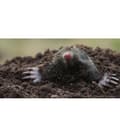 Miniatyrbillede 4 af 4: Topillos Fælde, Miljøvenligt Design, Nem at Bruge, Dyrevenlig Udgivelse