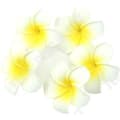 Miniatyrbild 3 av 4: TD® 100 delar Hawaiian Frangipani Flower Kit Storlek 6 cm Exotisk bröllopsinredning Trendigt och modernt skum