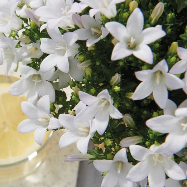 Campanula Addenda Ambella - vit blomma - skål i trä med 2 trädgårdsplantor - kruka 12cm - perenn - hårdförädlad